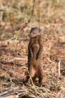 A dwarf mongoose-Helogale parvula-surveying the landscape-Samburu-Kenya Kenya Art Print